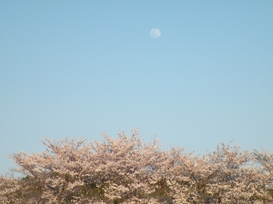 Slow travels in Japan: Hidden sakura gems along the JR Fukuchiyama Line