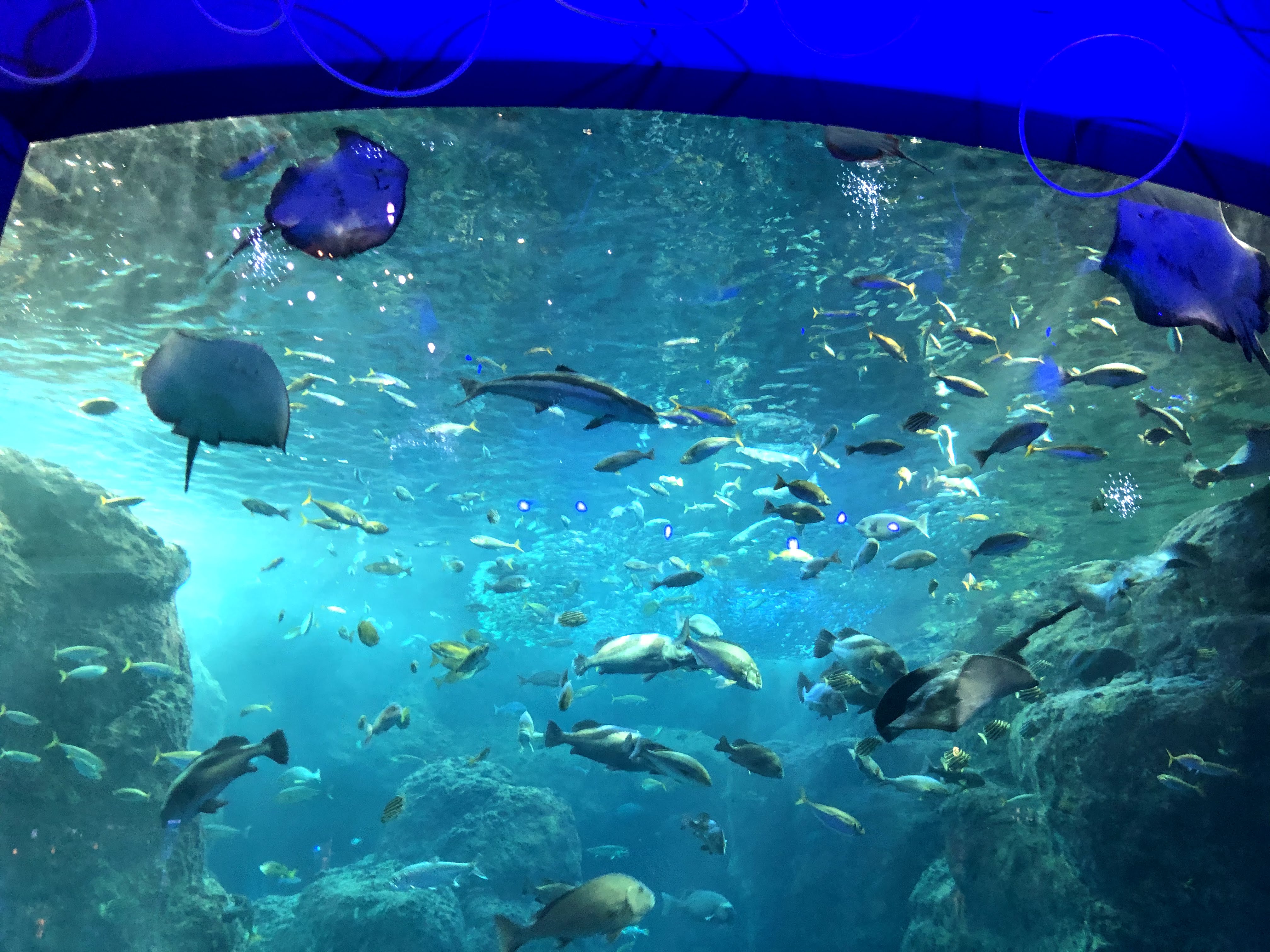 3 Enoshima Aquarium.jpg (1.31 MB)