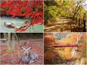 Autumn Foliage Forecast 2022: 7 best autumn spots in Japan