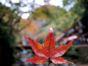 Awesome Autumn: An autumnal stroll through Osaka’s Minoh Falls and Katsuoji Temple