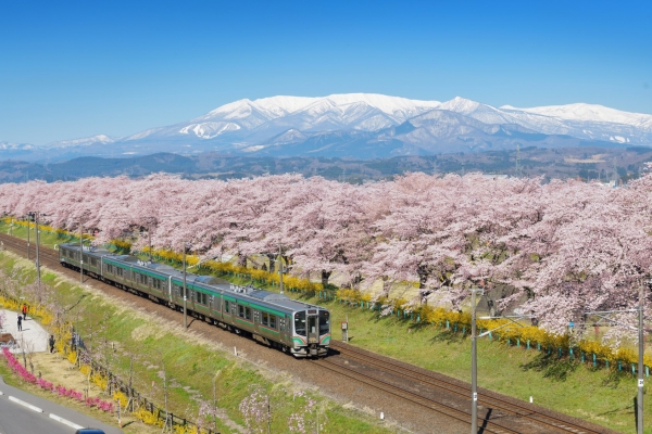 Sakura Series #1: Cherry blossom spots with snowy mountain backdrop