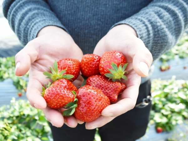 Tokyo news: Winter strawberry-hunting season is here!