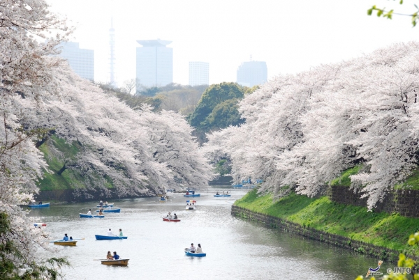 Sakura Forecast 2021: 5 recommended spots in Japan | JR Times