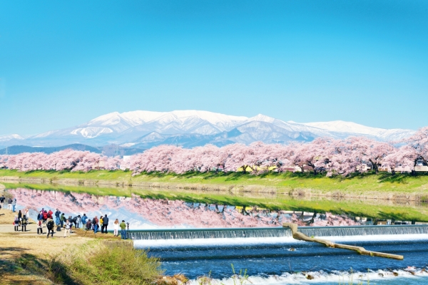 8 วิธีในการเพลิดเพลินสนุกไปกับซากุระของฮิโตเมะเซนบงซากุระ