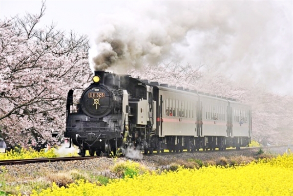 Jatuh cinta dengan Sakura: Pemandangan menarik kereta dan bunga sakura