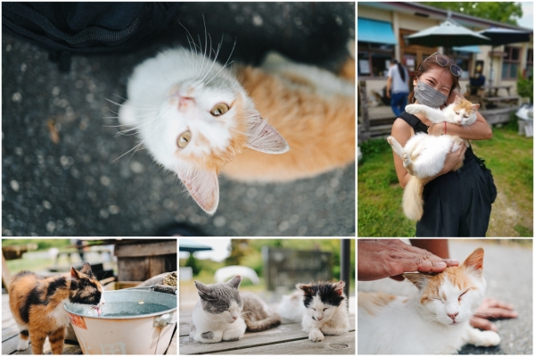 Adventures of a cat lady: Frolicking on Cat Island Tashirojima