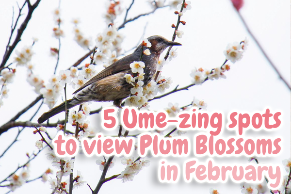 5 Ume-zing spots to view plum blossoms in Japan