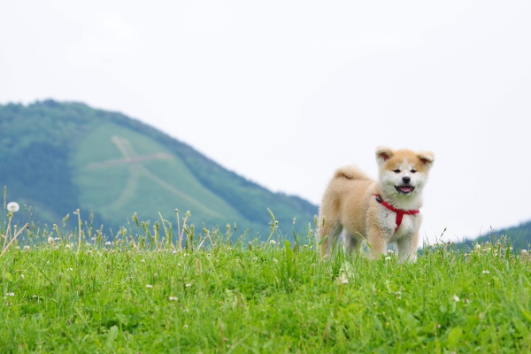 Looking for Hachiko: Where to find Akita dogs in Japan