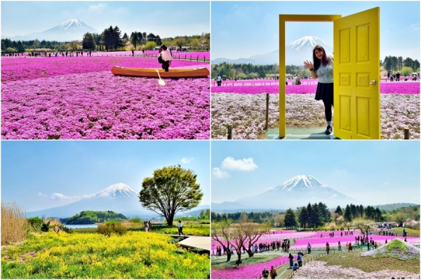 Day trips from Tokyo: Pink paradise at Fuji Shibazakura Festival