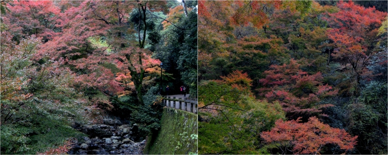 Minoh Falls autumn leaves.jpg (269 KB)